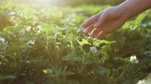 Growing Organic Strawberries at Field Farm