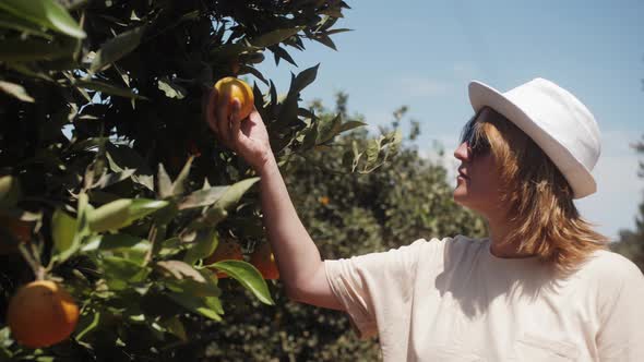 Farmer Holding and Checking Orange Harvest From Orange Trees Orchard