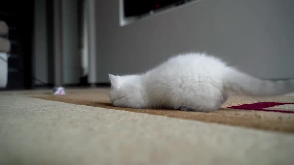 Cat playing with mouse. Sweet white kitten playing wity toy mouse