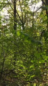 Vertical Video of a Forest in an Autumn Day