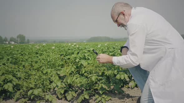 Agronomist inspects seedlings 