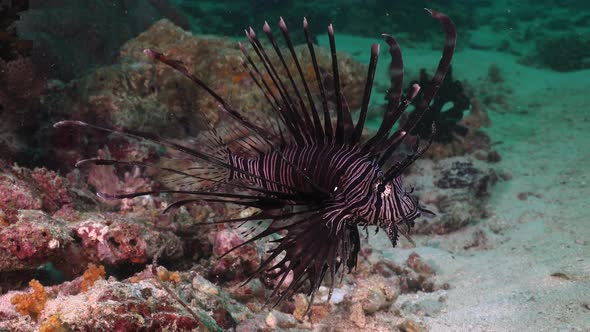 Common Lionfish (Pterois volitans) swimming on coral reef wide angle shot