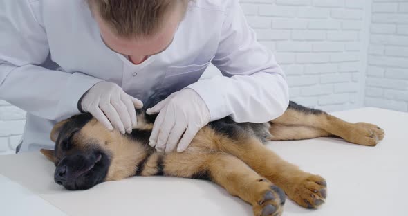 Vet Doctor Doing General Diagnostic of Sleepy Puppy