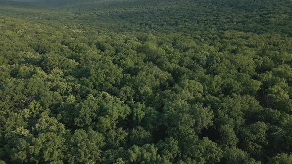 Aerial View of Amazon Tropical Rainforest Drone Footage From Above of Amazon Jungle