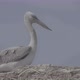 Young Dalmatian Pelican or Pelecanus Crispus in a Wild - VideoHive Item for Sale