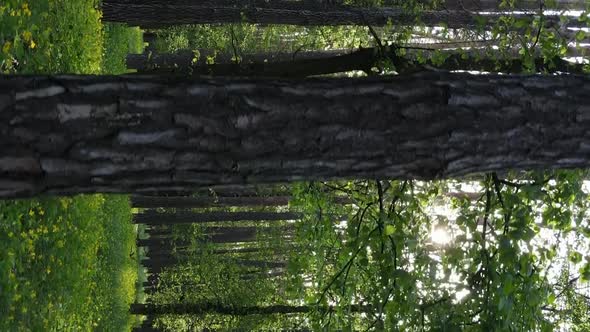 Vertical Video of a Forest with Pine Trees