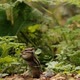 Closeup of a Small Curious Chipmunk Eating a Flower Leaf Standing on Its Hind Legs and Holding on To - VideoHive Item for Sale