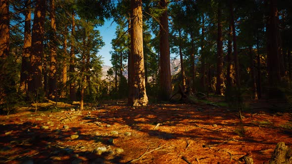 Sequoia Redwood Trees in the Sequoia National Park Forest