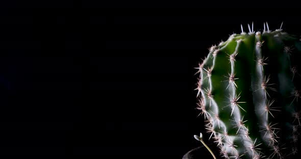 Round cactus on black background