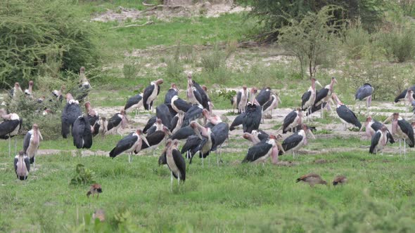 Big group of Marabou storks 