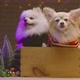 cute pretty chihuahua and pomeranian lap dog sit relax with christmas tree - VideoHive Item for Sale