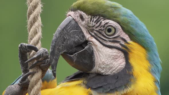 Extreme close up shot of a cute Blue and Yellow macaw hanging from a rope and turning its head