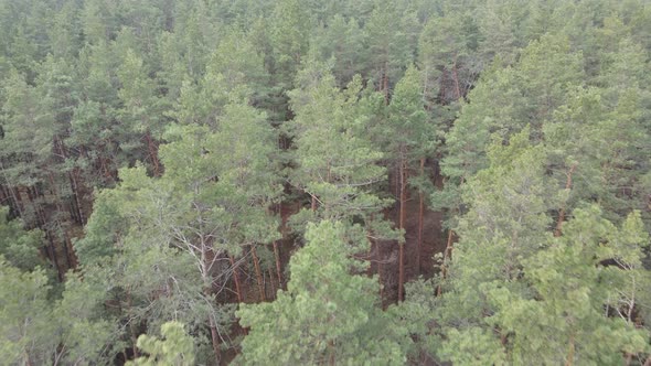 Forest Landscape Aerial View Slow Motion