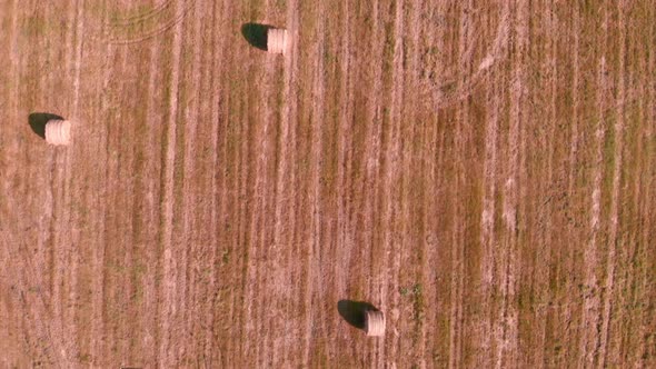 Round bales of straw on the wheat field after harvesting