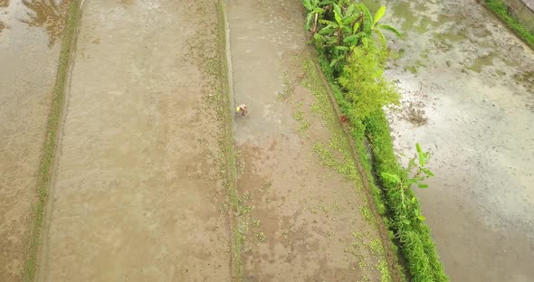 Aerial view of a farmer hoeing a field. Flight over of Tonoboyo village, Magelang, Indonesia. Rice f