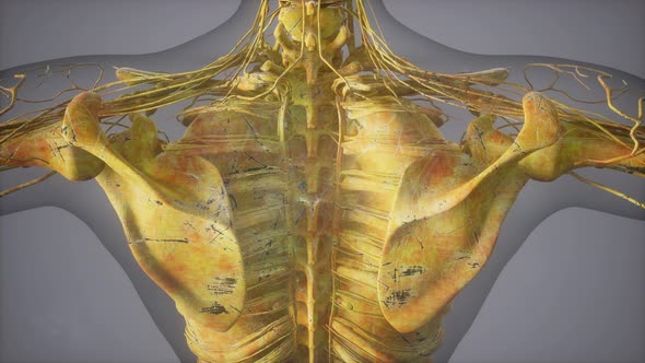 Complete Close-up View of the Skeletal System with Transparent Body