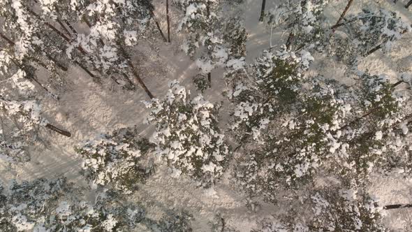 Aerial Snowcapped Tree Tops in Winter Forest