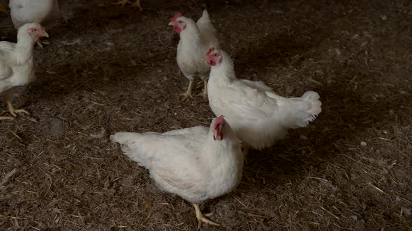 White Hen Is Walking