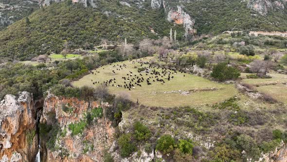 Herd of sheep in the mountains aerial view 4 K