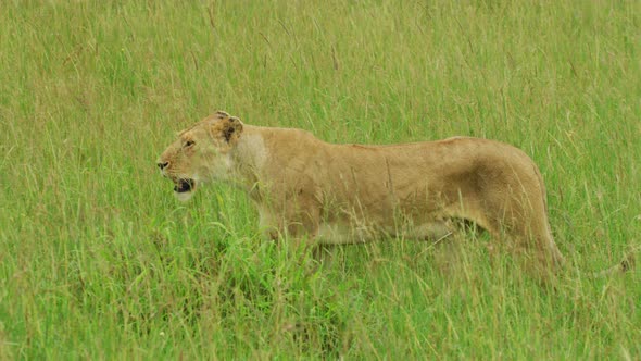 Lioness walking in the plains