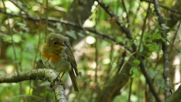 Chick Close Up.