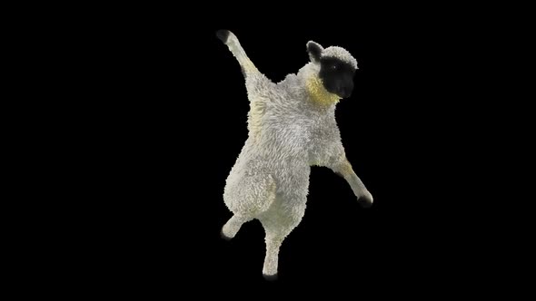 31 Sheep Dancing HD