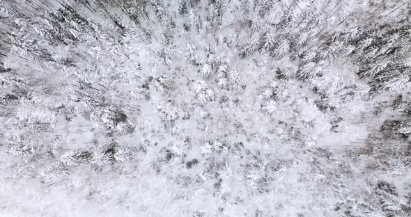 Aerial Top Down View of the Fir Forest Covered the Snow