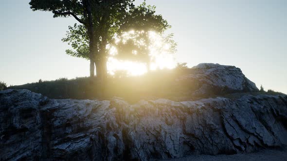Trees on Rocks in Mountains at Sunset alt
