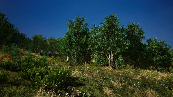 Beautiful Meadow in the Park