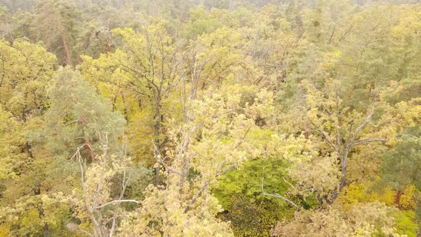 Forest with Trees in an Autumn Day