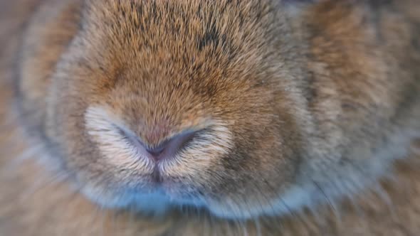 Close up the nose of brown adorable fluffy rabbit that frequently movement and smell