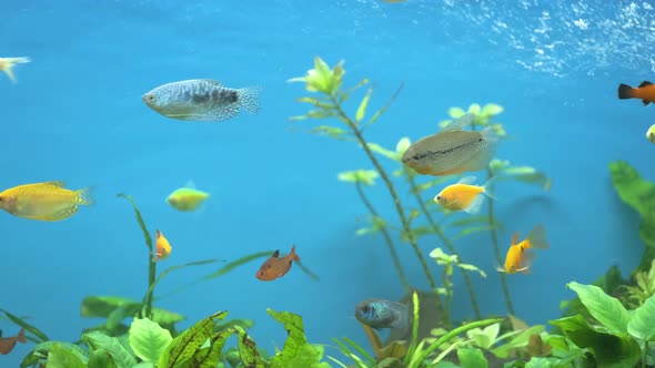 Colorful Exotic Fish Swimming in Deep Blue Water Aquarium with Green Tropical Plants