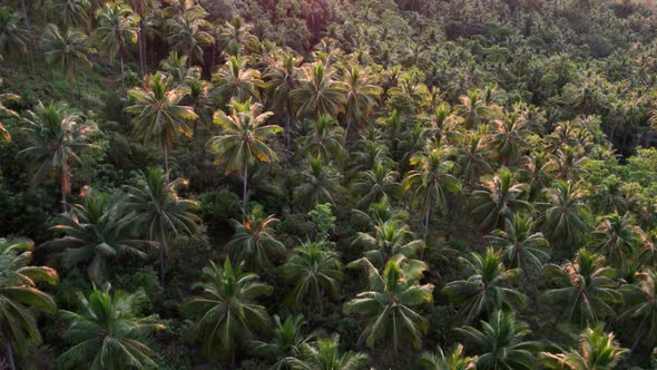 Golden hour sunset over a tropical forest in Koh Samui mountains, Thailand