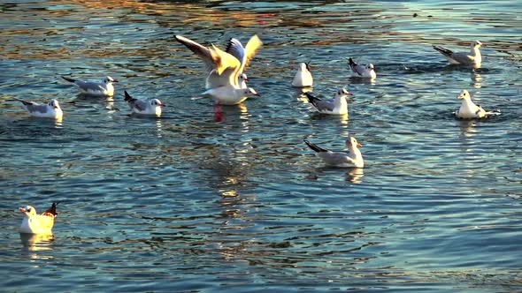 Flock Of Seagulls Taking Off From Ocean Water Slow Motion