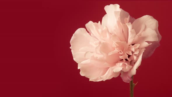 Hibiscus Blossom Timelapse on Red