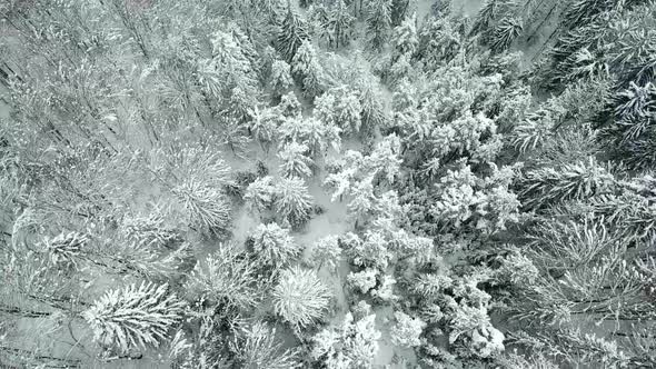 Flight over snowstorm in a snowy mountain coniferous forest