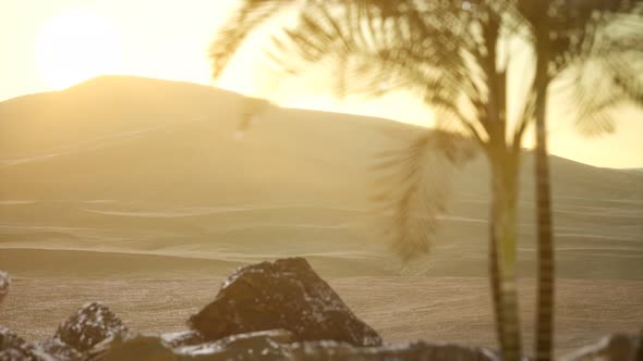 Palms in Desert at Sunset alt