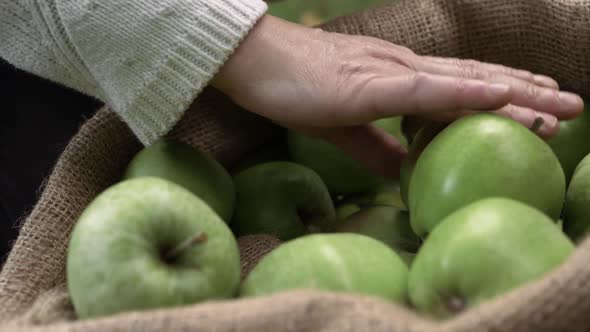 Hands putting ripe green apples into a sack close up shot