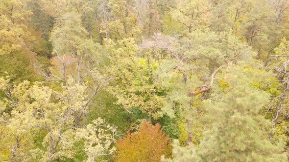 Forest with Trees in an Autumn Day