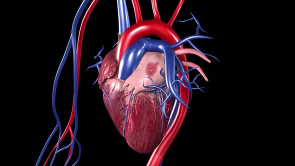 3D Illustration of Human Heartbeat Anatomy