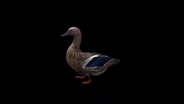 Female Duck Walk View Side alt