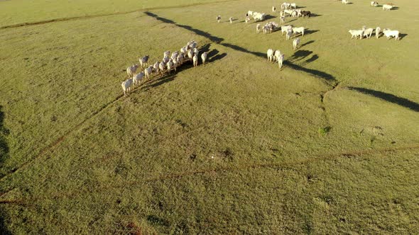 Cattle herd grazing at sunset