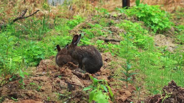 Hares and Rabbits in the Wild