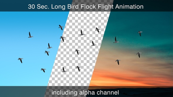 Bird Flock With Alpha Channel