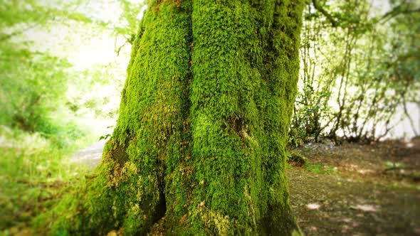 Mossy Tree Tilt Up