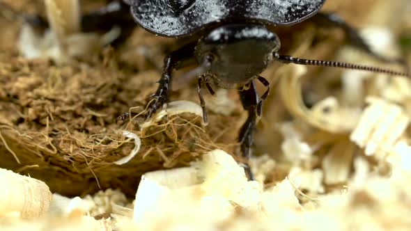 Cockroach Crawls on the Sawdust