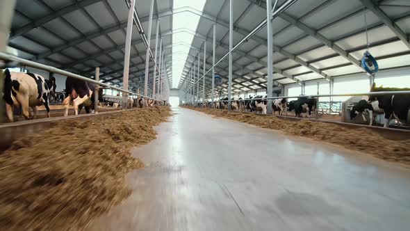 Flying a drone over a herd of Holstein cows on a farm