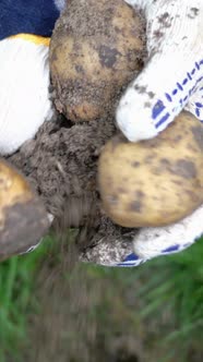 Farmer Hands in Cloth Gloves Holding Several Organic Potatoes in His Hands