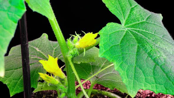 Blooming Cucumber