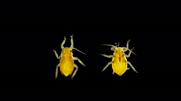 Aphid Under a Microscope, an Insect Living on Leaves of Trees and Shrubs, Feeds on Plant Sap